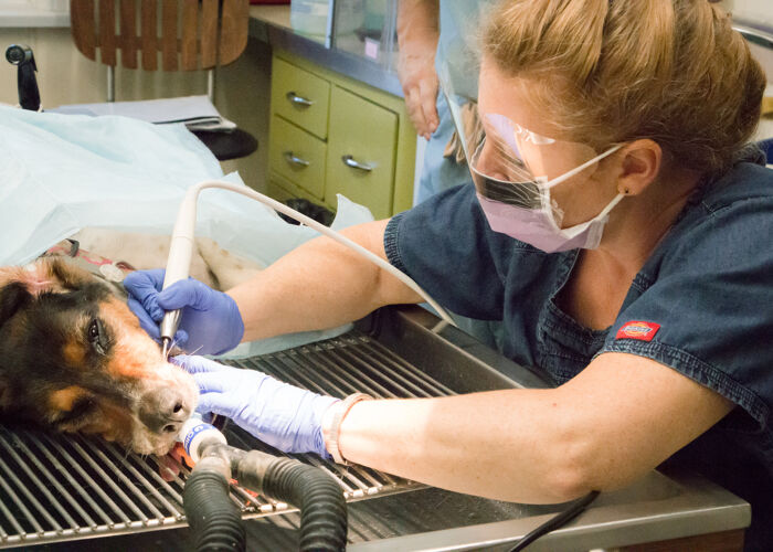 Small Animal Archives - Lakeview Animal Clinic Small Animal Archives - Lakeview Animal Clinic